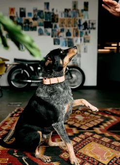 imogene + willie Emil Erwin X I+w Dog Collar|Women Accessories|Accessories