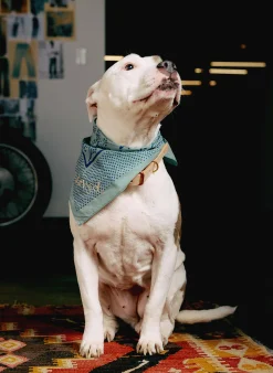 imogene + willie Emil Erwin X I+w Dog Collar|Women Accessories|Accessories