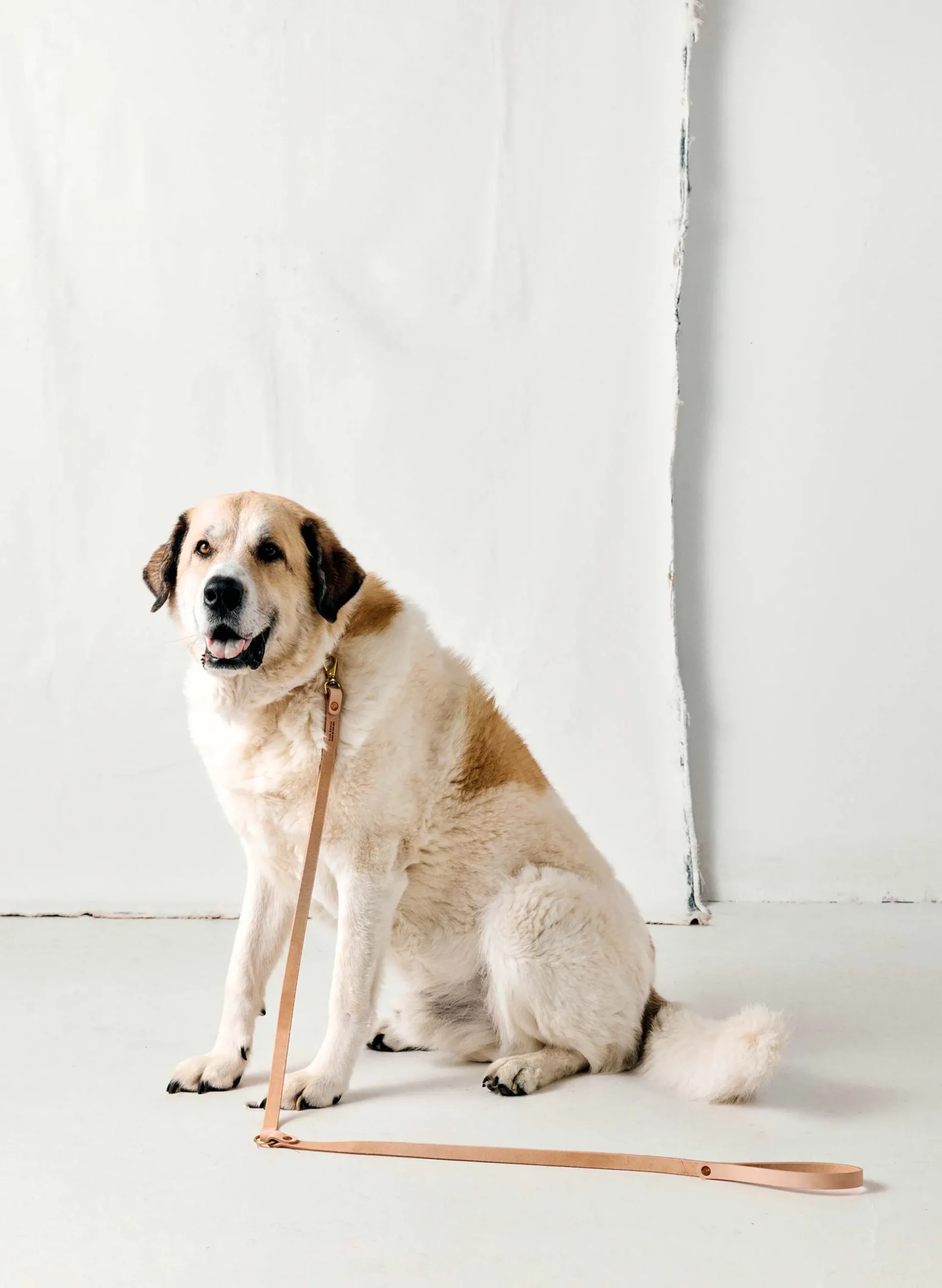 imogene + willie Emil Erwin X I+w Dog Leash|Women Accessories|Accessories